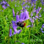 Bluebells And Bumblebee