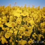 The Bright Yellow Flower Of Rapeseed