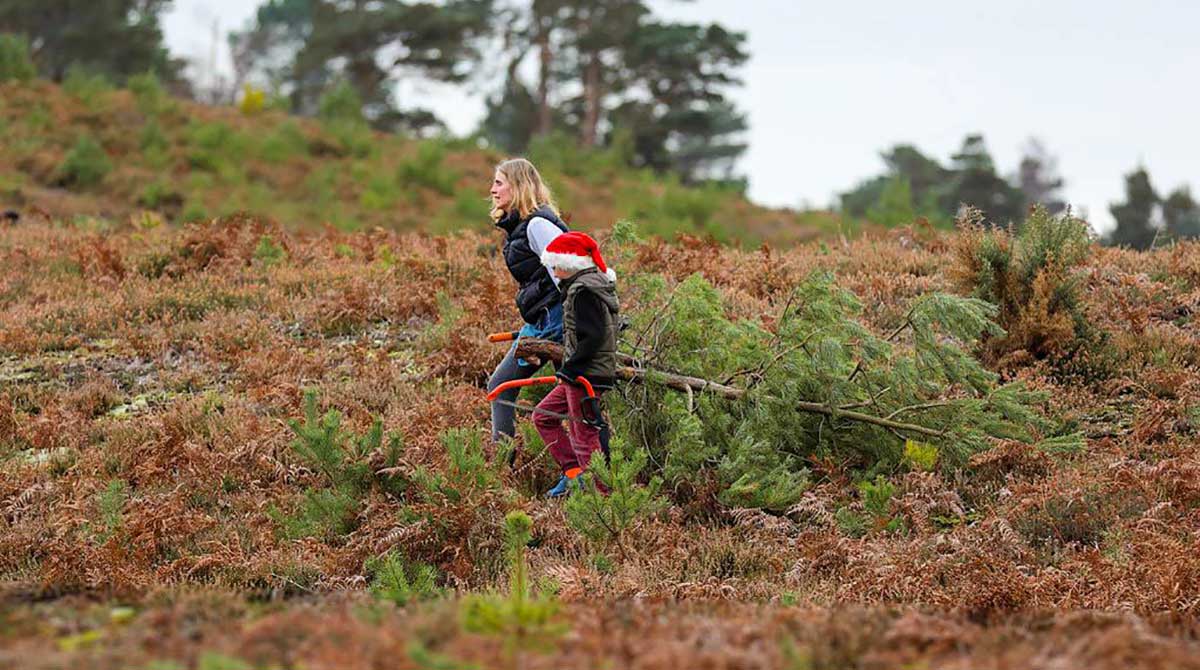Arne - Pull a Pine for Christmas 2019
