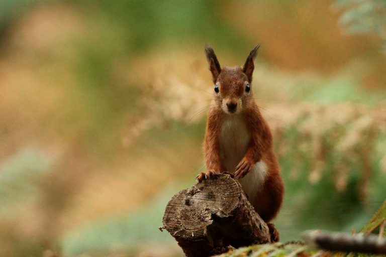 Brownsea Island Red Squirrel