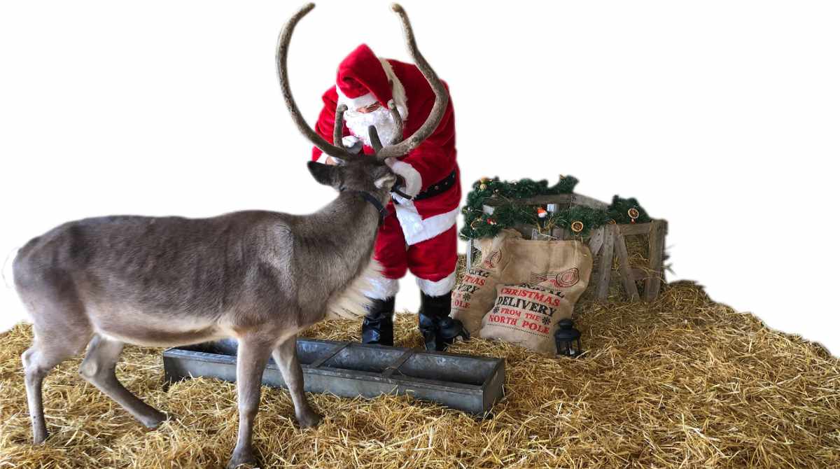 Father Christmas & Reindeer Experience