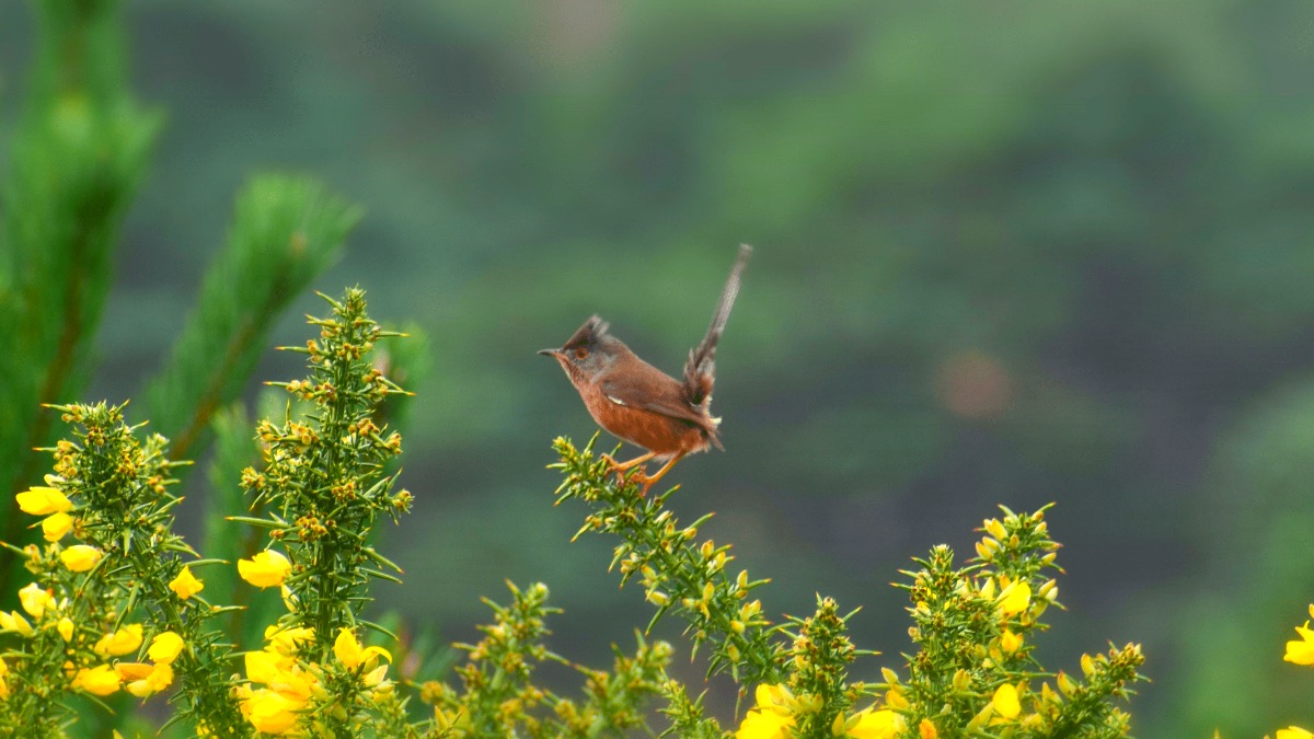 Discover RSPB Arne - Guided Walk