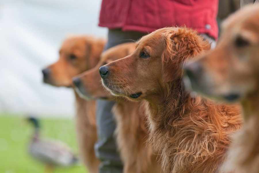 Sherborne Castle Country Fair 2022 - Dog Show