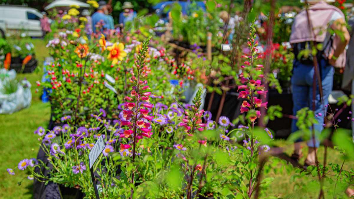 The Dorset Garden Festival at Sculpture by the Lakes