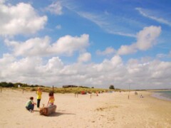 can dogs go studland beach