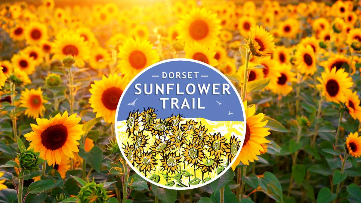 Dorset Sunflower Trail at Maiden Castle Farm, Dorchester