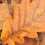 Nature Tots at Radipole Lake, Autumn Leaves and Trees