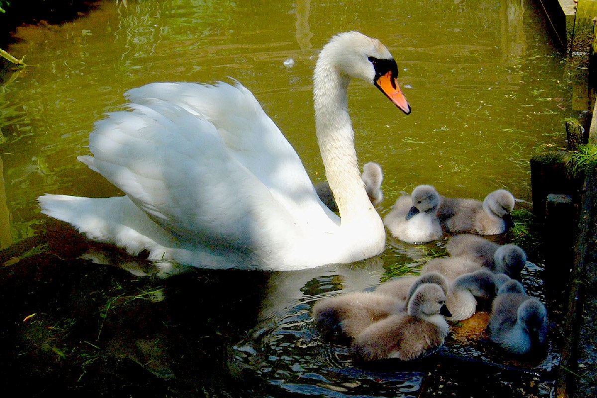 Abbotsbury Swannery