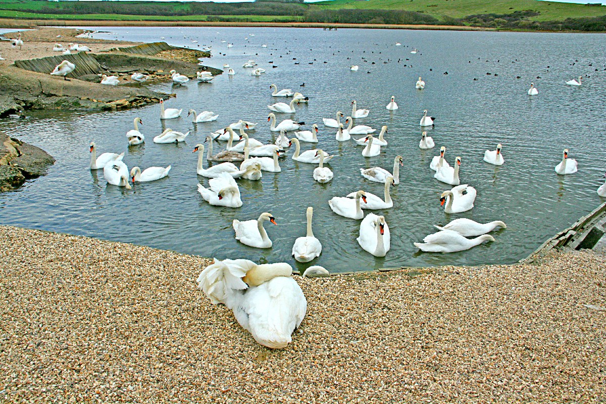 Abbotsbury Swannery