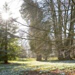 Forest Bathing Workshop at Kingston Lacy
