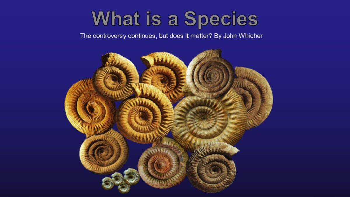 TalkTitle: What is a species?
