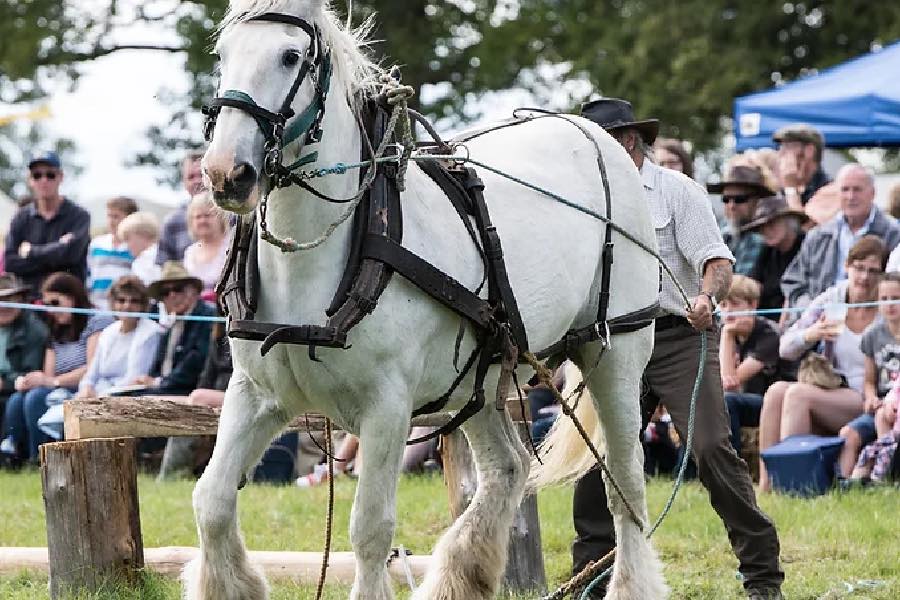 The Oak Fair 2023 inDorset