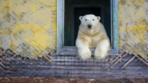 Special Exhibition Wildlife Photographer of the Year