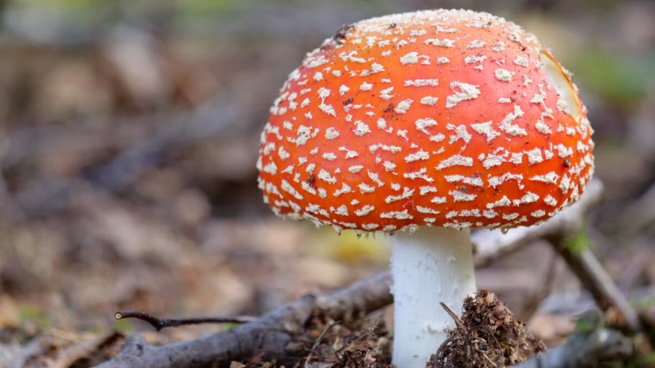 Fungi Foray on Brownsea Island