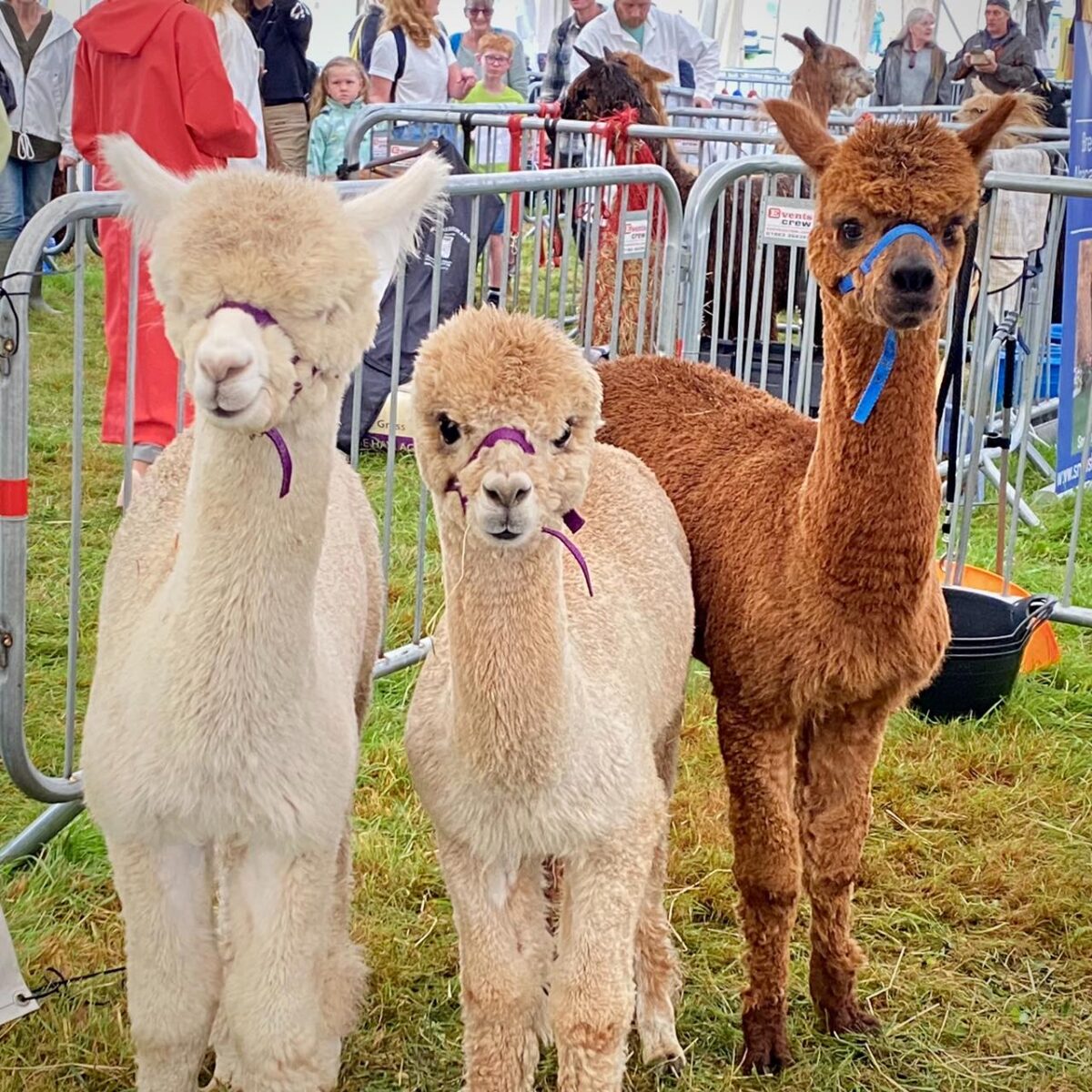 Dorset County Show 2024