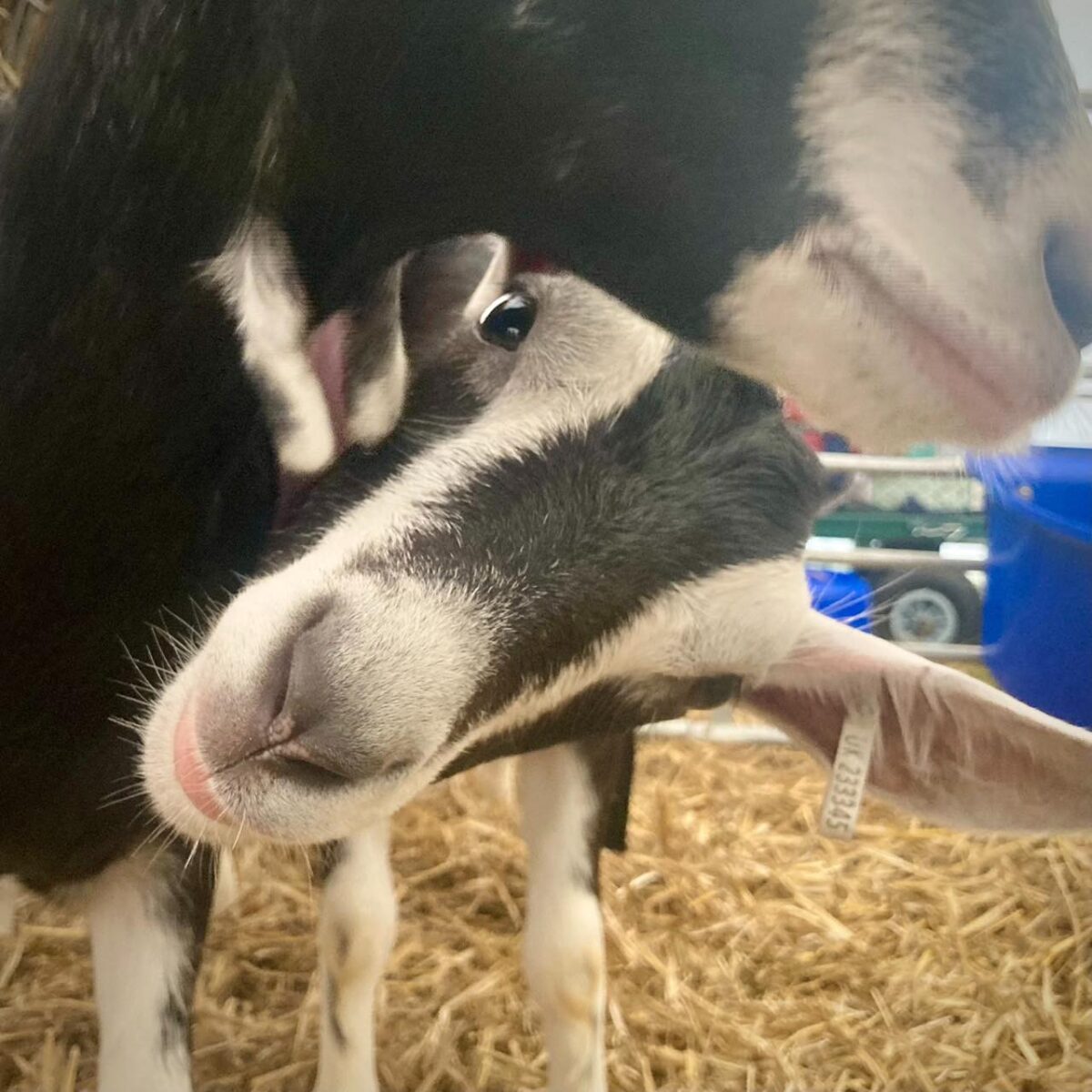 Dorset County Show 2024