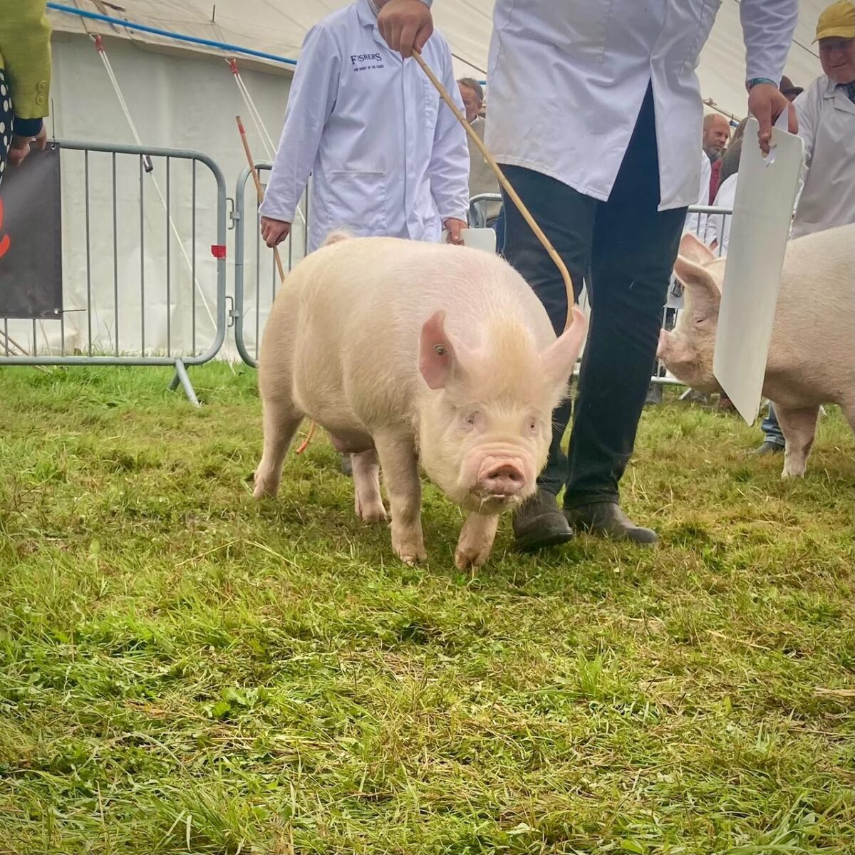 Dorset County Show 2024