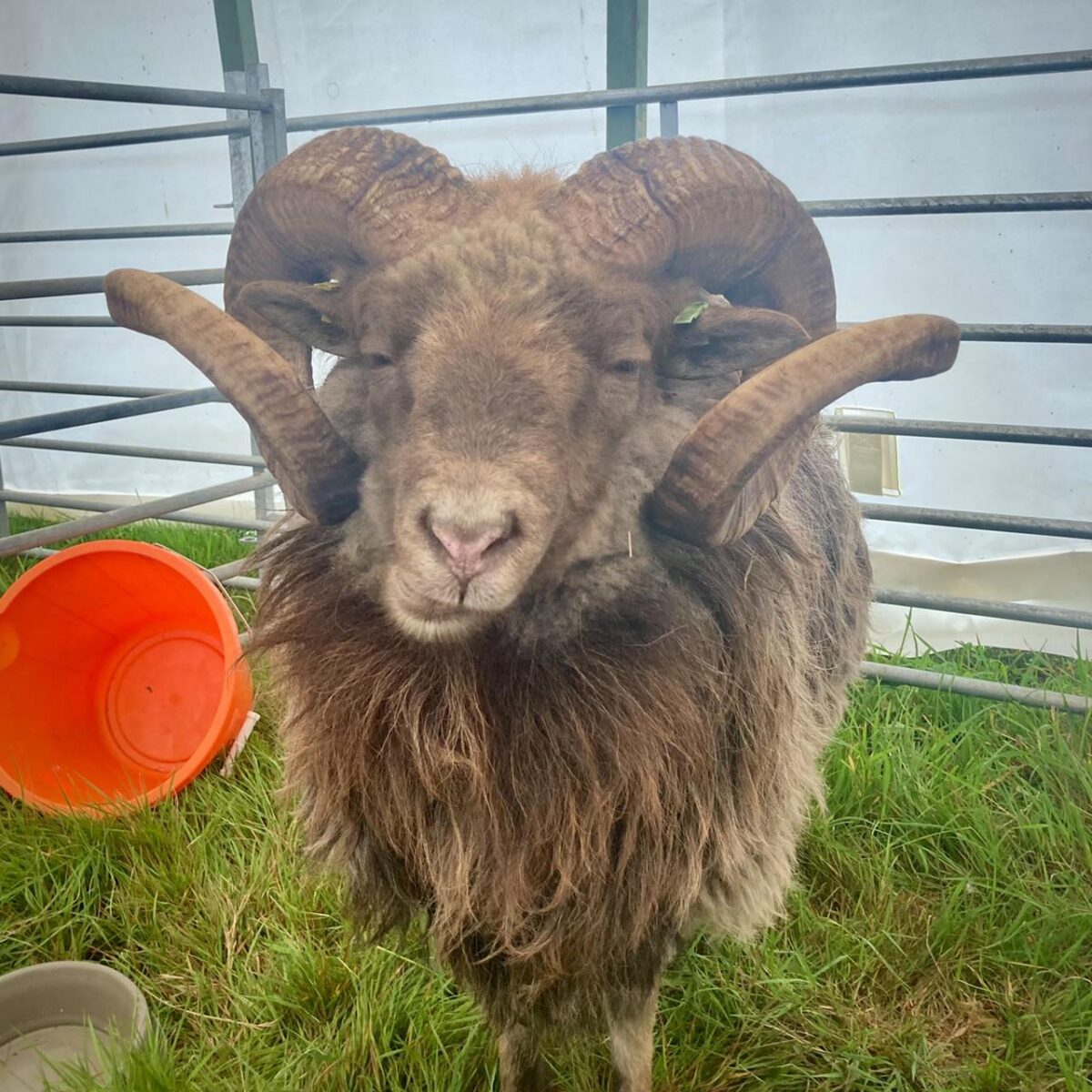 Dorset County Show 2024