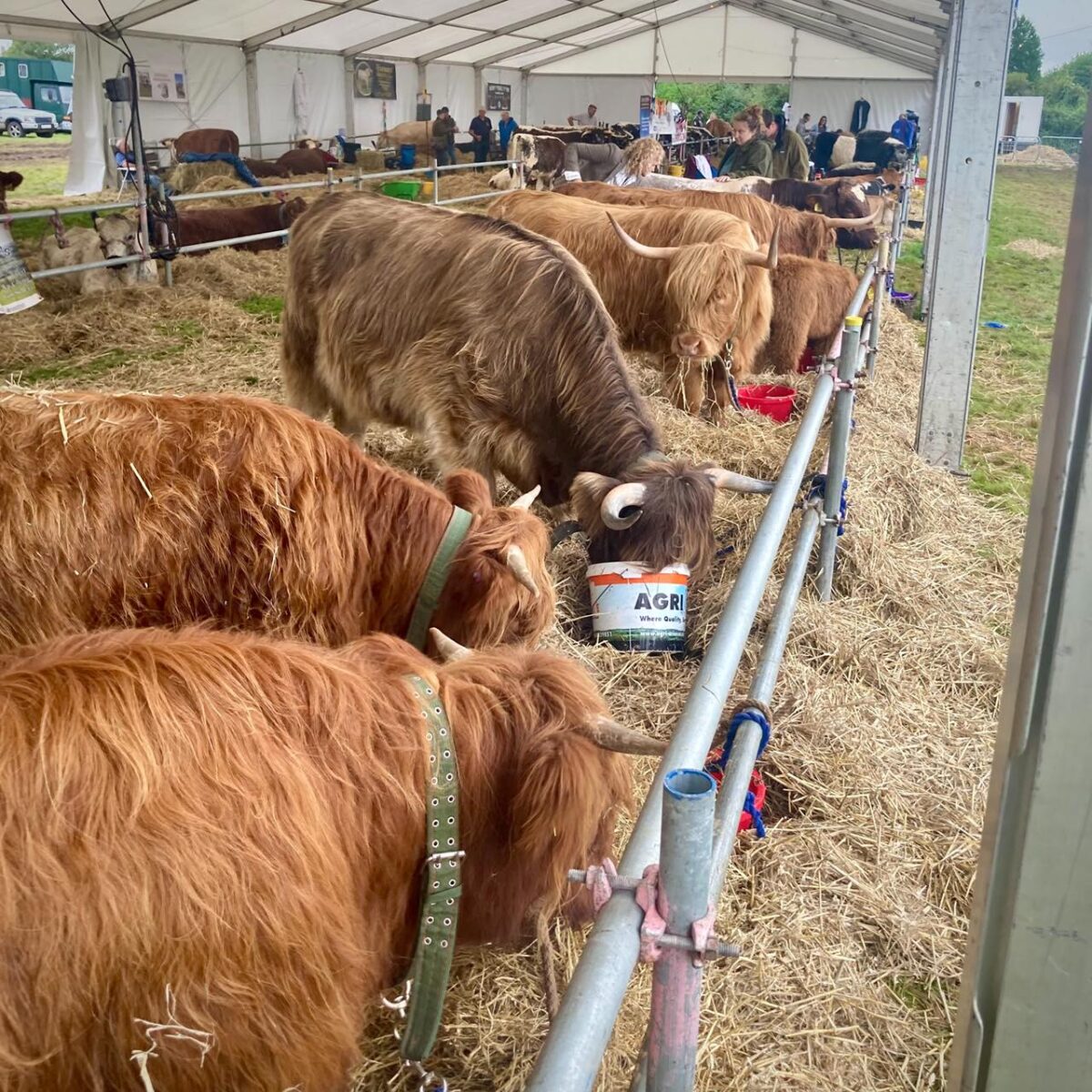 Dorset County Show 2024