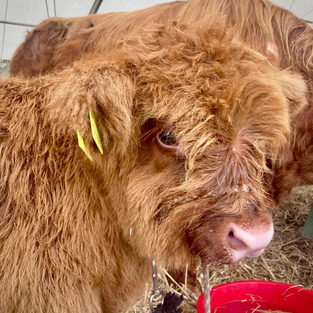 Dorset County Show 2024