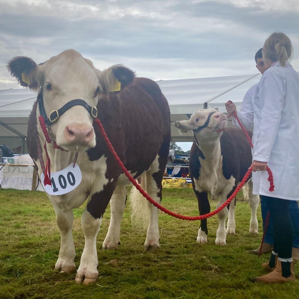 Dorset County Show 2024