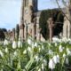 Shaftesbury Snowdrop Festival 2025