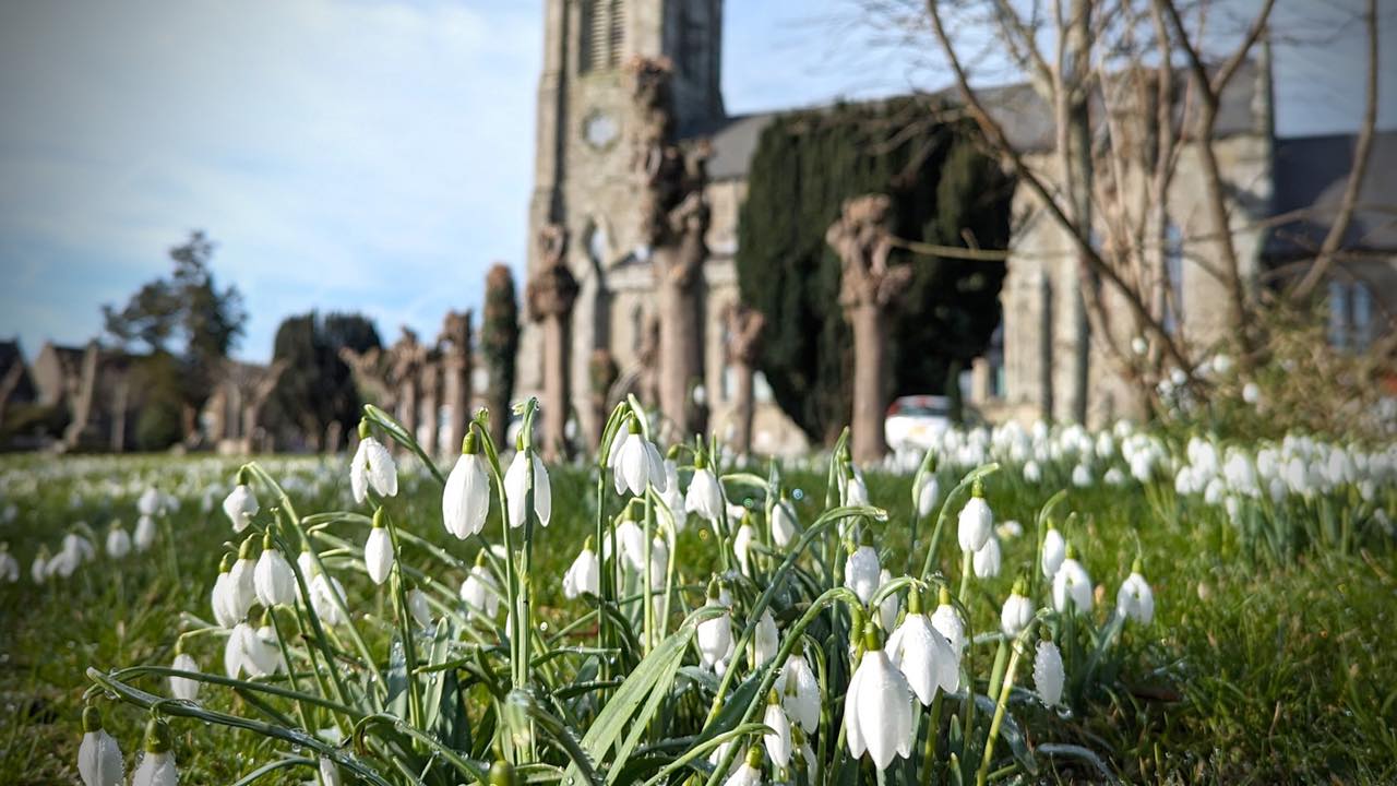 Shaftesbury Snowdrop Festival 2025