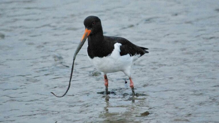 Wild Wetland Bird Walk