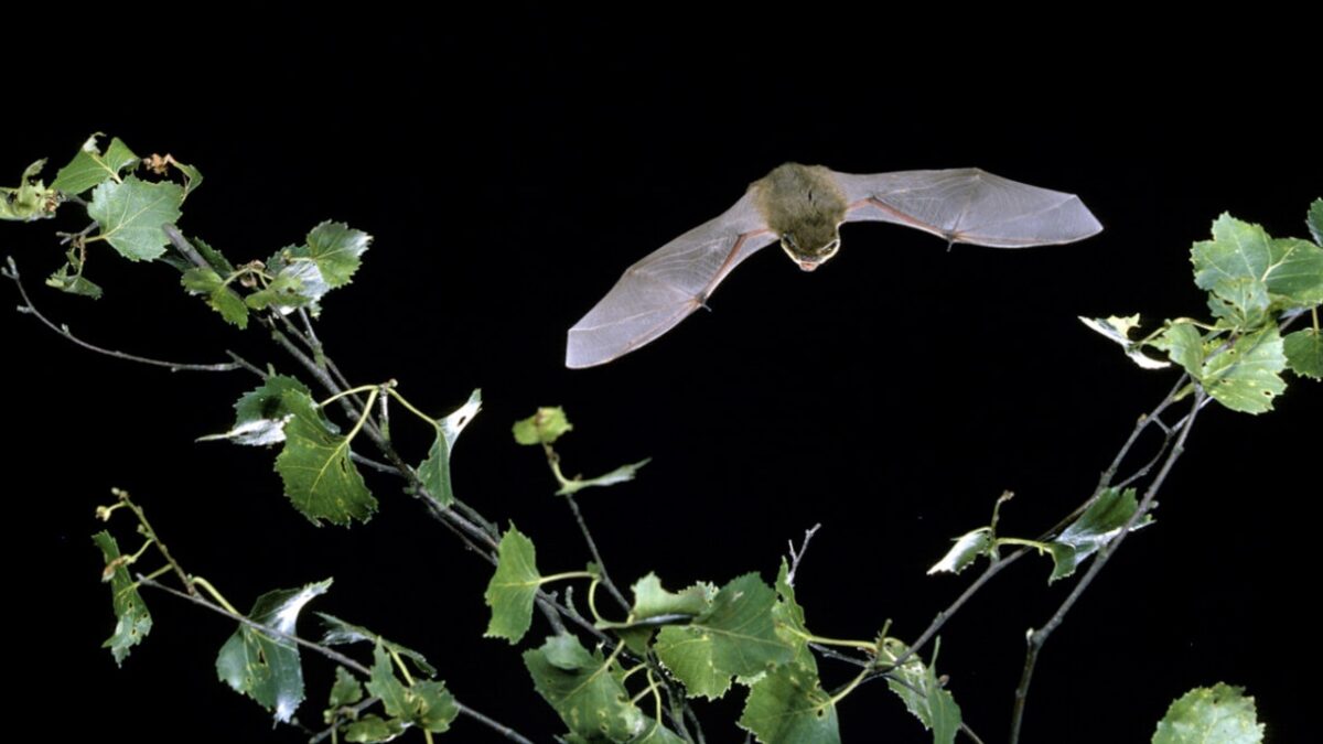 Evening echoes: bird and bat safari on Brownsea Island