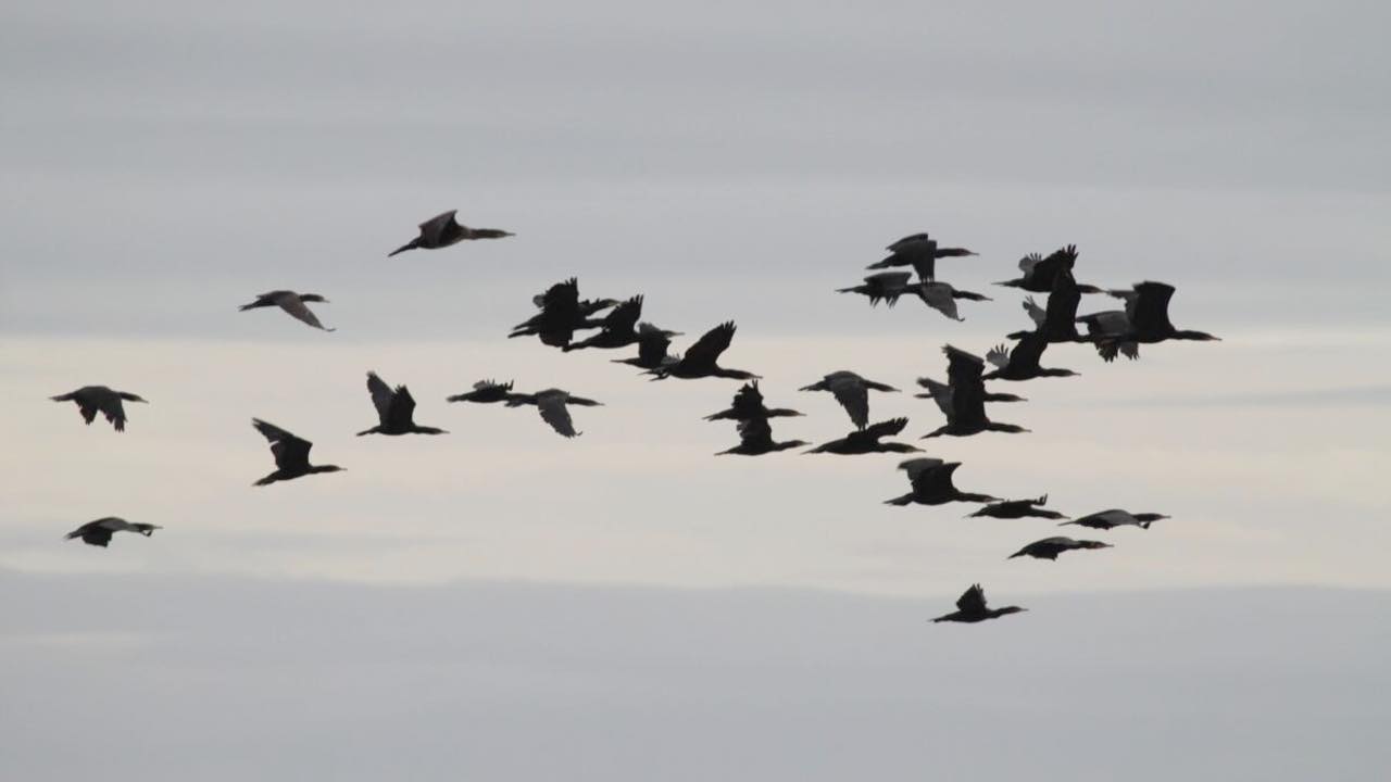 Evening echoes: bird and bat safari on Brownsea Island